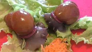 Улитки(мегасы). Купание улитки и обед. Вид улитки - мегасы.