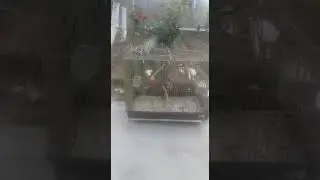 Спаривание щеглов!