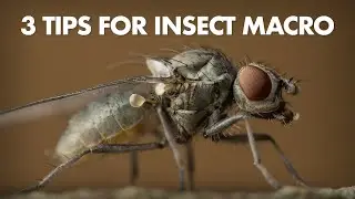 3 Tips for Freehand Insect Macro Photography