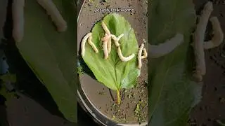 ☝️Time Lapse Of Leaf Eating By Silkworms
