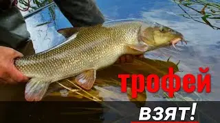 Рыбалка УСАЧА на КУРИНЫЕ КИШКИ. Удочка в ДУГУ. Трофей взят!!! 