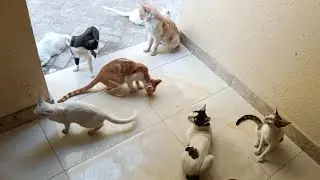 Funniest Cats Clips 😺 🐈| Funny cats compilation 2025 🐈 | Funny cat videos