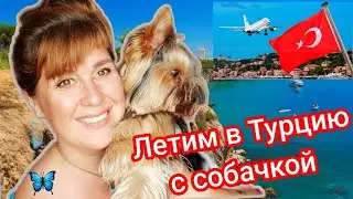 ✅ Перелет с собакой Анталия-Санкт-Петербург Turkish Airlines ✅ Нюансы при вывозе животного из Турции