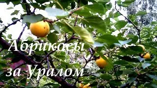 Абрикосы за Уралом