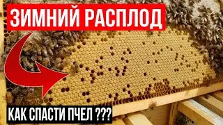РАСПЛОД В СЕМЬЯХ !!! ЧТО ДЕЛАТЬ???