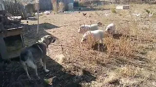 Pig Riot