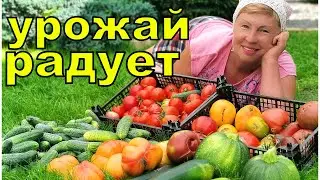 УРОЖАЙ отличный, лето не подвело. Обзор огорода на 15 августа