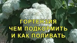 Гортензия Уход, Чем Подкормить и как Поливать.