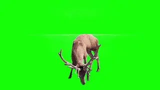 Deer Greenscreen Animation| 2022 | No Copyright