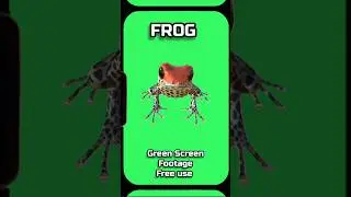 FROG video footage animation on a GREEN SCREEN.