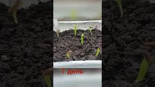 Адениум из семян