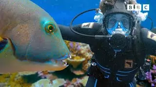 Andy's MOST Popular Moments | Allosaurus, Tusk Fish and MORE | Andy's Amazing Adventures