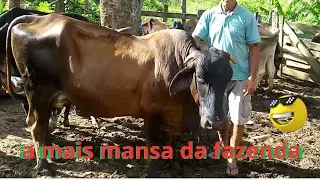 A vaca mais mansa da fazenda🐄🌾🌞🐮🌵🌾✨🤗