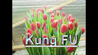 Выгонка тюльпанов 2021. Обзор сорта KungFu.
