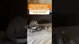 Правильный муж - счастье в семье. #забавныекоты #кот #смешныекоты #приколыскотами #котята