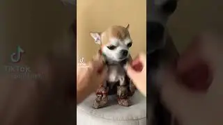 Братья наши меньшие 