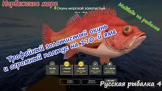 Норвежское море! Трофейный золотистый окунь! 
