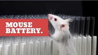 The Great Battery Test