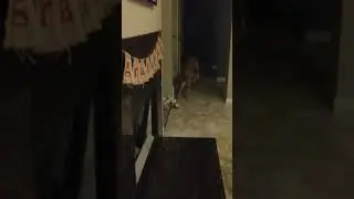 Don't ask what this video even is