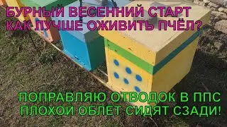 Бурный старт на пасеке КАК ПРАВИЛЬНО РАЗОГНАТЬ И ОЖИВИТЬ ПЧЁЛ ВЕСНОЙ ППС отводок нужно поправить☝️🔥🐝