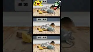 AGT (Animal Got Talent)! Paris Rats Preparing for 2024  Olympics  #catlovers  #memes #rat #mouse