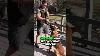 The One Second Rule Every Dog Owner Needs to Know