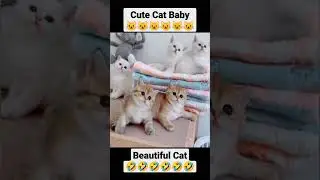 Innocent Cat | Beautiful Cat