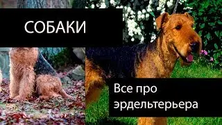 Все про эрдельтерьера