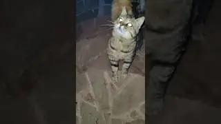 Ветчина "прилипла" к усатым бродягам! Довольные! #trending #cat #cats #funny #коты #кот #animals