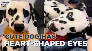 Meet the dalmatian pup with heart-shaped eyes 😍 | LOVE THIS!