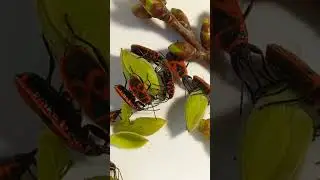 Do You Like Spring Firebugs or Hate Firebugs? Are Bugs Dangerous or Useful? 24.03.2023.