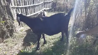 Два козла покрывают одну козу🐐
