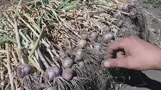 Результаты эксперимента с осенней посадки 10мм. однозубки сорта Любаша.