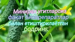 Бодрингни минирал угитларсиз биопрепаратлар билан парваришлаш