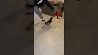 He bit his balls 😭 