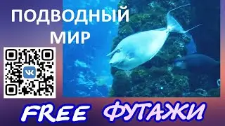 Футажи Подводный мир Релаксация для видеомонтажа