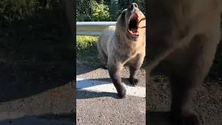 Не кормите медведя! Опасно 😱😱😱