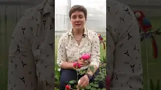 Ещё не поздно посадить эти овощи в июне!