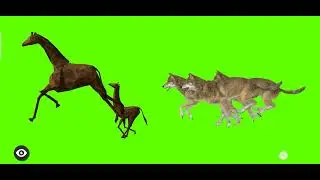 Giraffe and Wolfs Green Screen | 