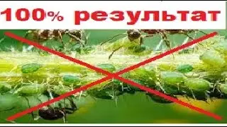 ці 2 методи ГАРАНТОВАНО працюють проти попелиці (тлі) на кущах