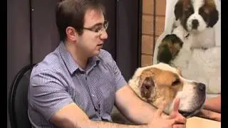 Алабаи Диетология