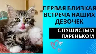 Первая близкая встреча двух наших кошек Стеши и Таи с маленьким пушистиком