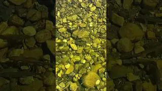 СТАЯ ХАРИУСА В ЛУЖЕ!!! #fishing #рыбалка #nature #хариус #монголия #mongolia #grayling #shorts