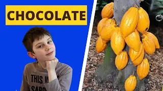 International Chocolate Day | Interesting Facts about Chocolate | Chocolate Facts