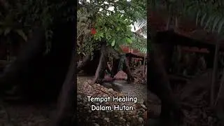 Tempat Healing Dalam Hutan