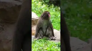 Japanese Macaques | Blank Park Zoo  #animals #zoo #zoolife
