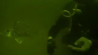 Неспетое, Высоцкий  