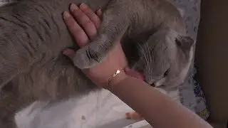Как рожает кошка. Смотреть видео роды кошки.