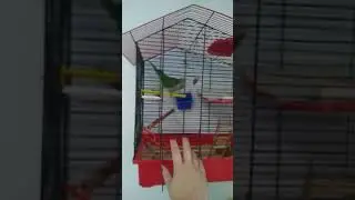 Гость