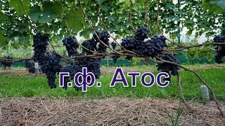 Виноград Беларуси . Лидчина . Сорт винограда -Атос.